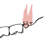 tooth.jpg
